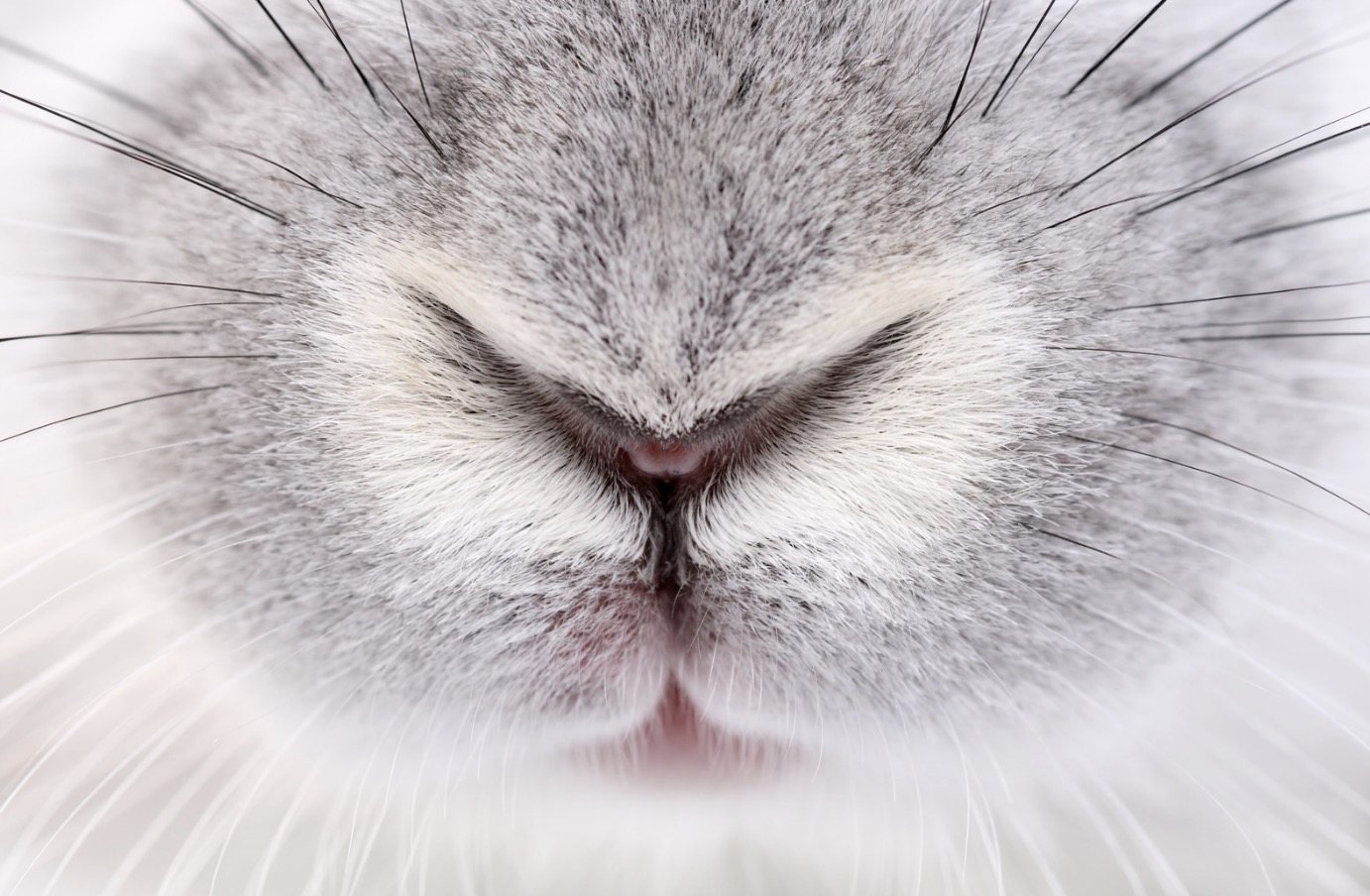 Why do rabbits noses twitch exploring bunny behaviors 